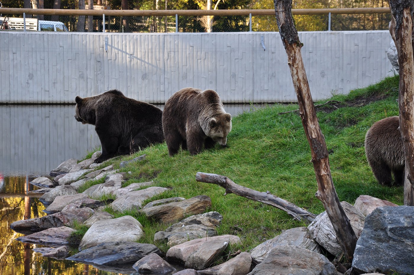 Björnrike Borås Djurpark › Olofsson